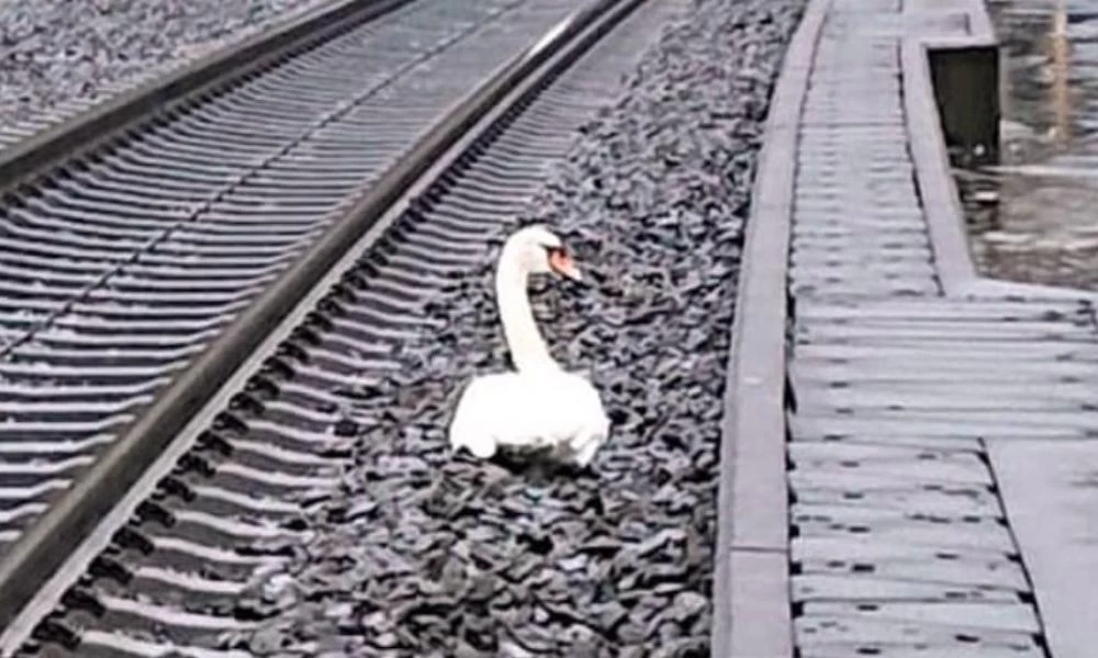 Κύκνος που θρηνούσε το ταίρι του στις ράγες «καθήλωσε» πάνω από 20 τρένα στη Γερμανία